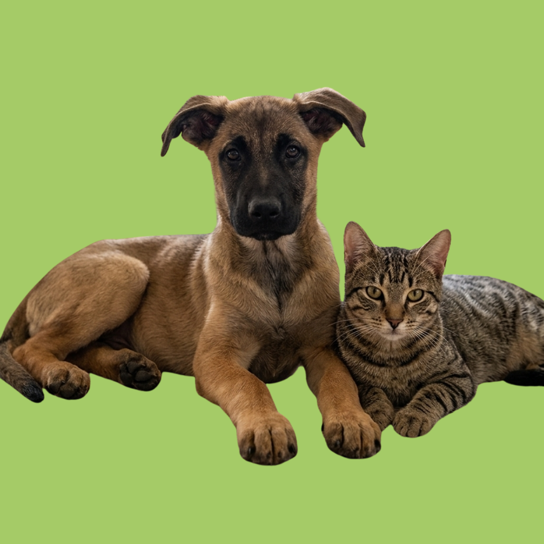 Dieren